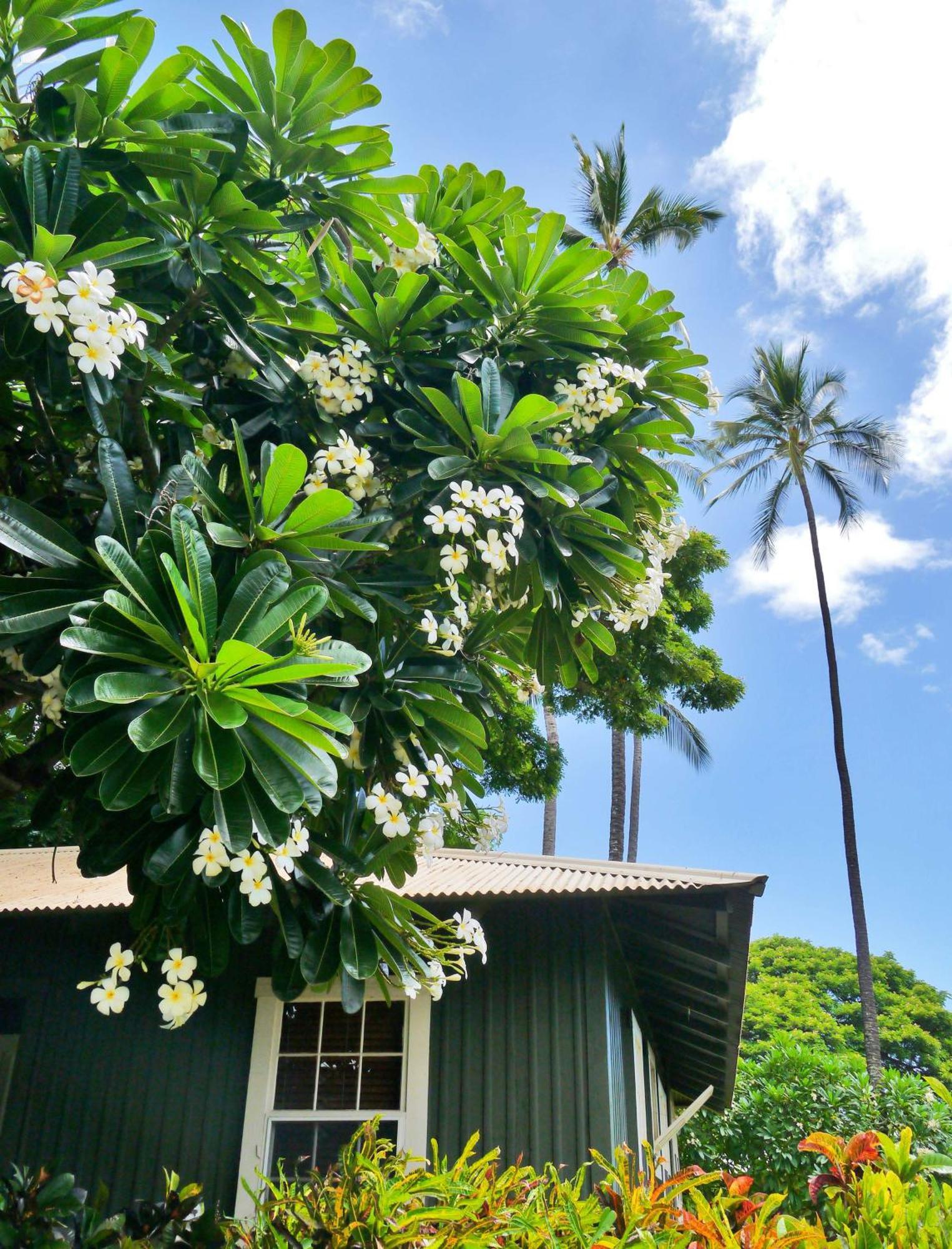 Waimea Plantation Cottages, A Coast Resort Exterior foto
